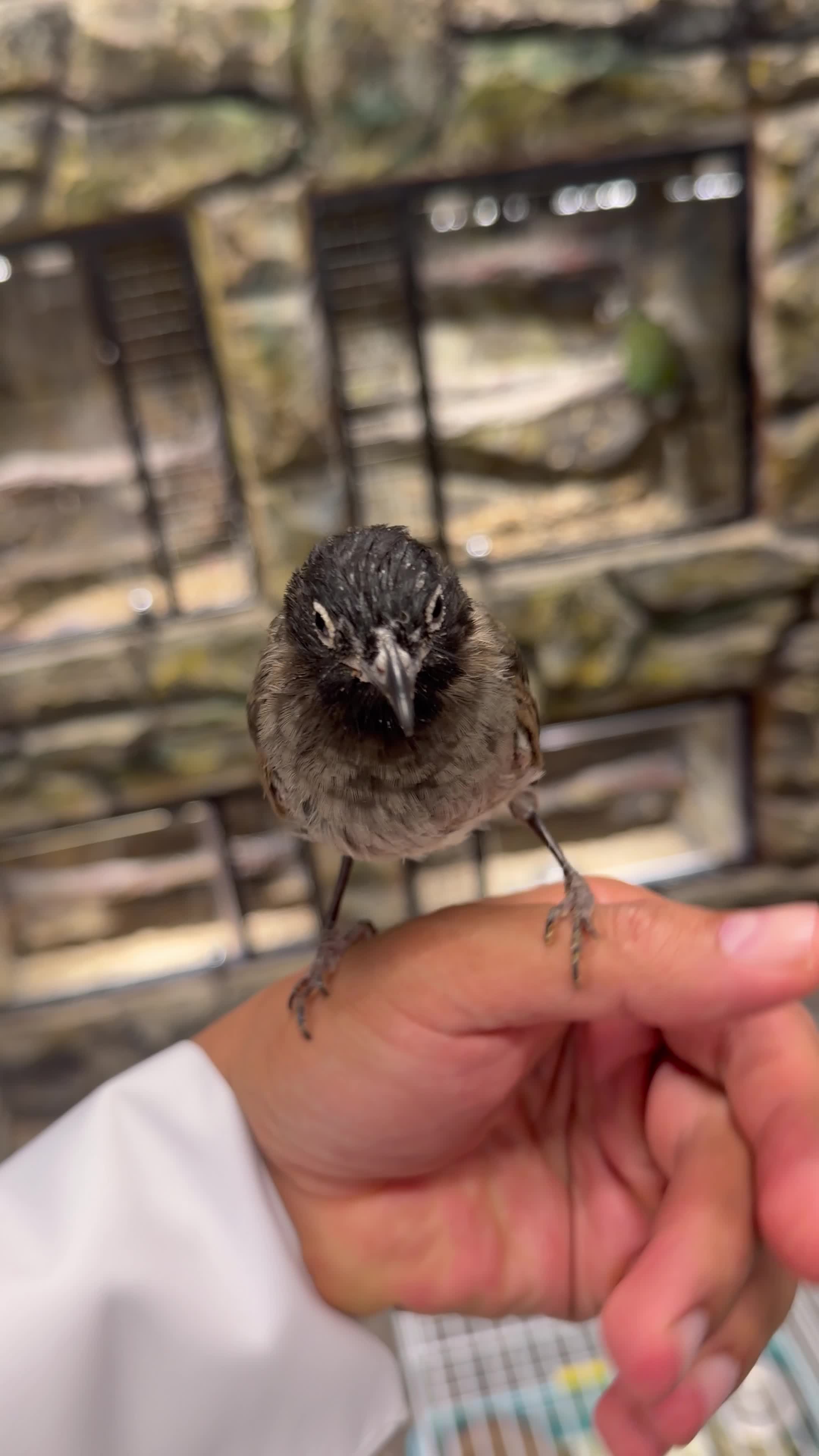 bulbul - 1