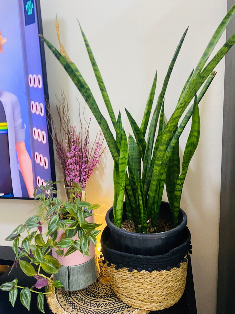 indoor plant for sale - 1