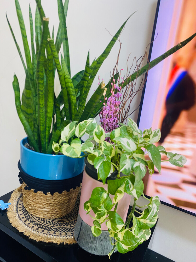 indoor plant for sale - 2