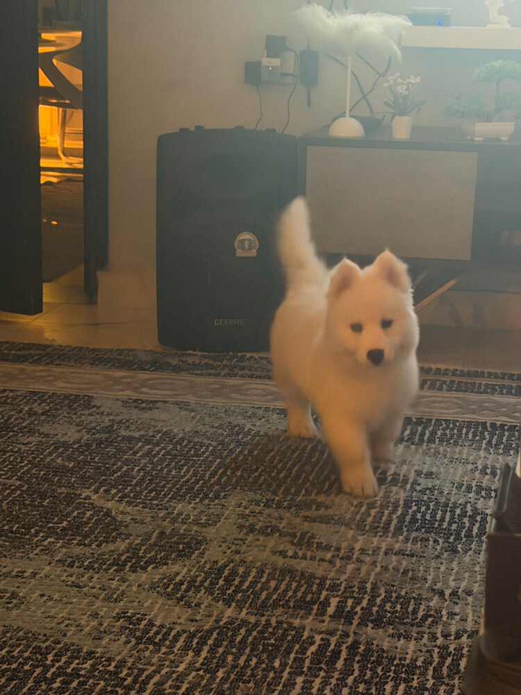 Husky Puppy Male - 9