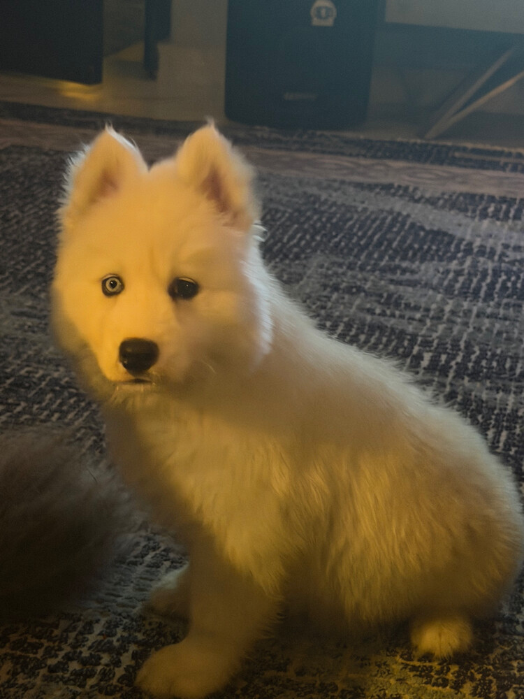 Husky Puppy Male - 8