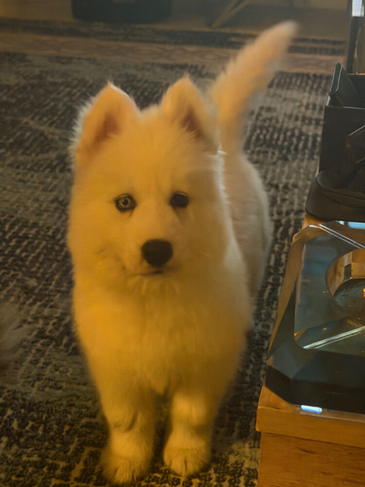 Husky Puppy Male - 7