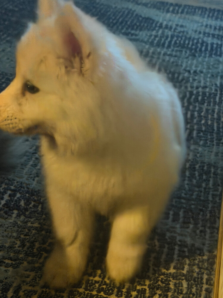 Husky Puppy Male - 4