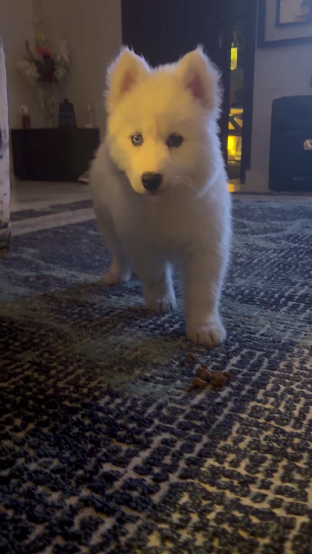 Husky Puppy Male - 1