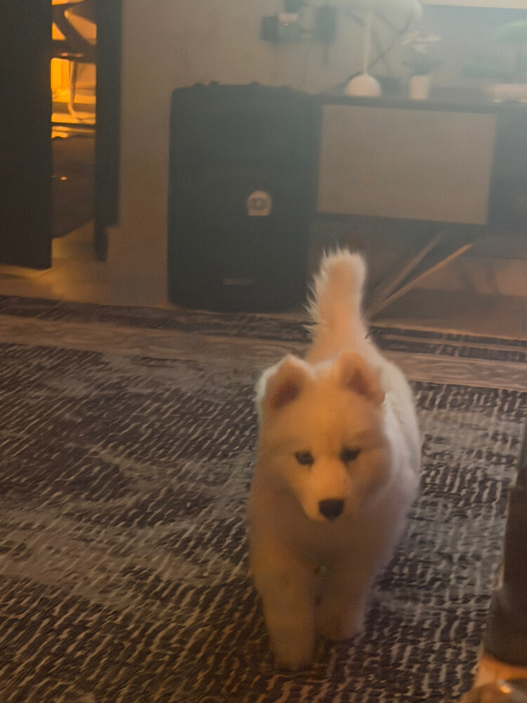 Husky Puppy Male - 10