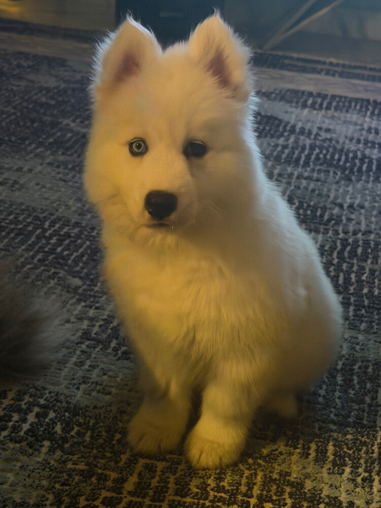 Husky Puppy Male - 2
