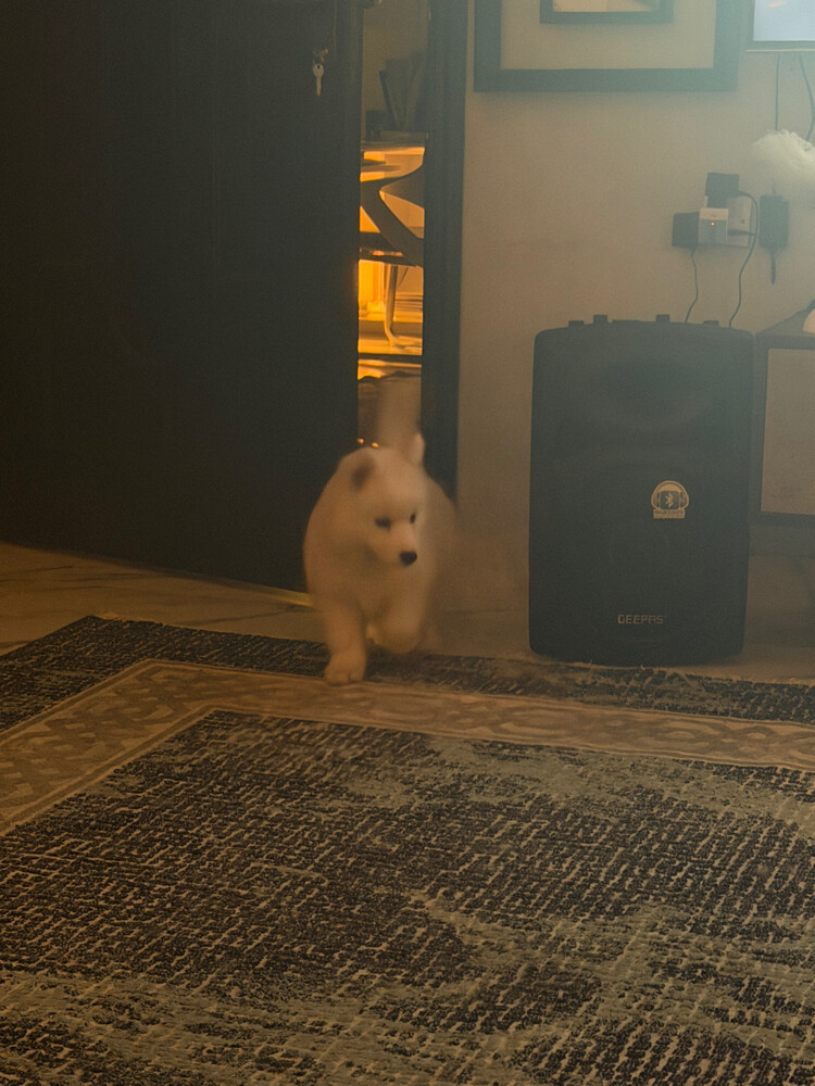 Husky Puppy Male - 11