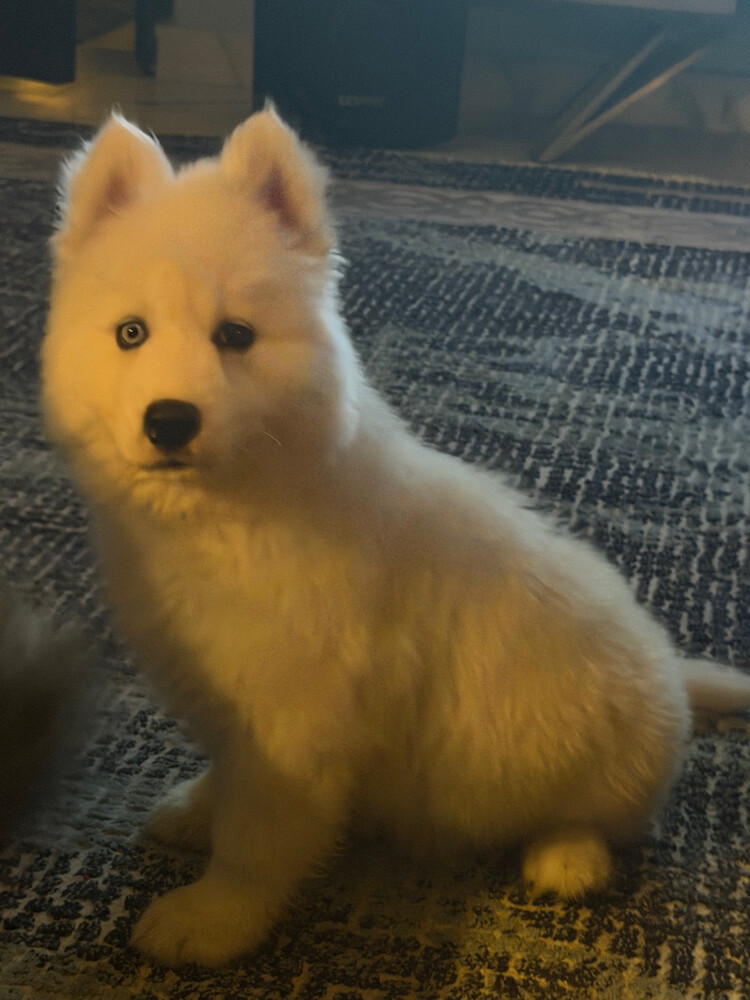 Husky Puppy Male - 3