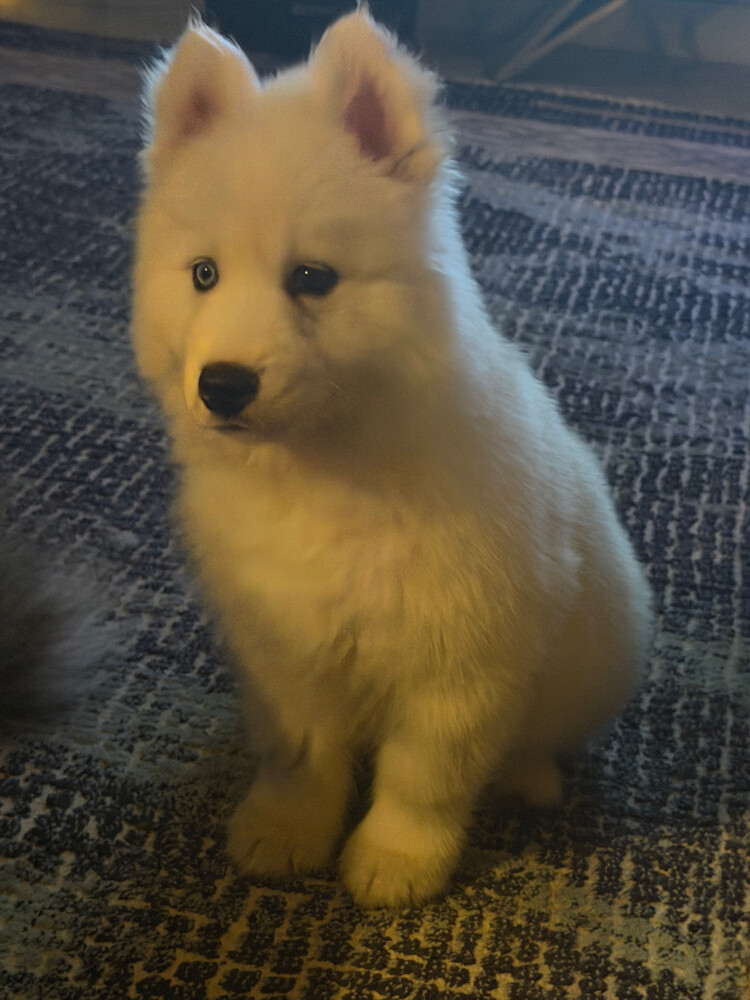 Husky Puppy Male - 12