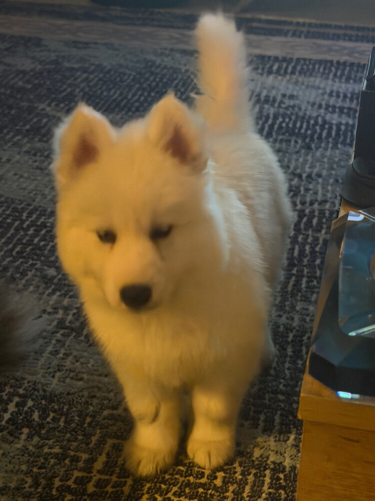 Husky Puppy Male - 5