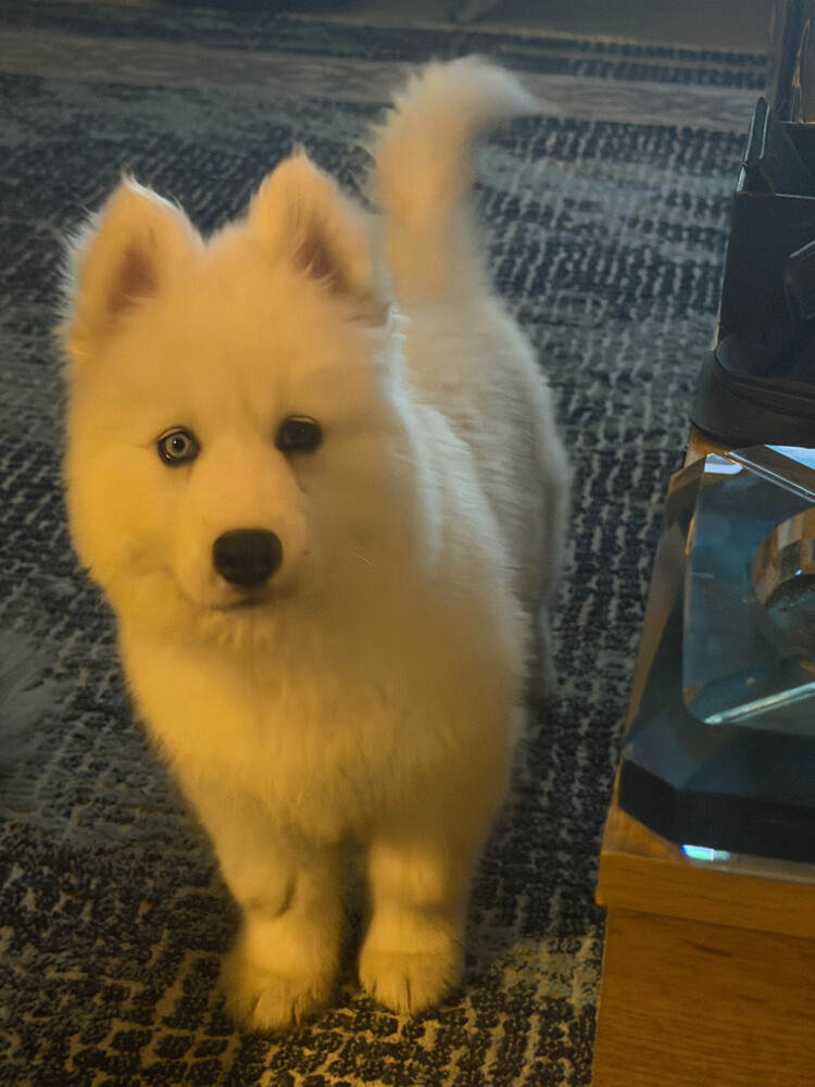 Husky Puppy Male - 6