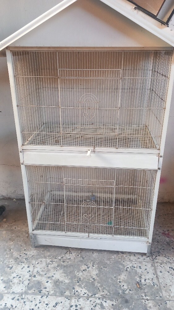 عندنا قفص للبيغ - 1