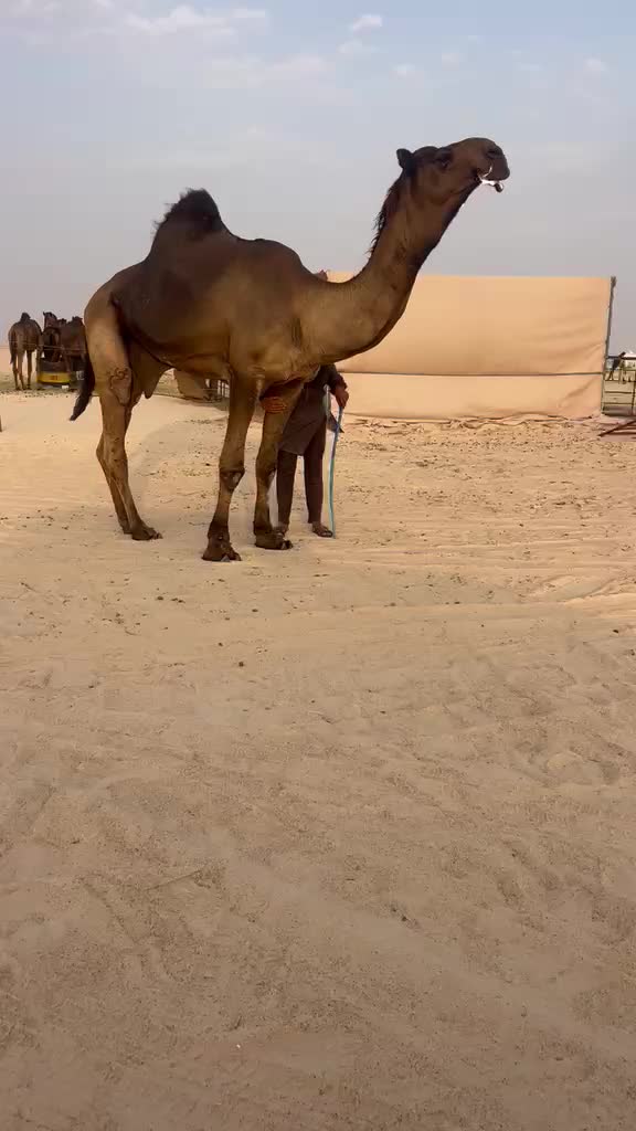 بعير منتج - 1
