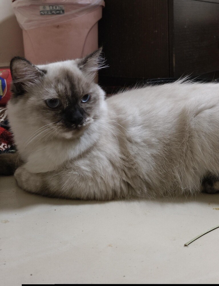 lily - 2