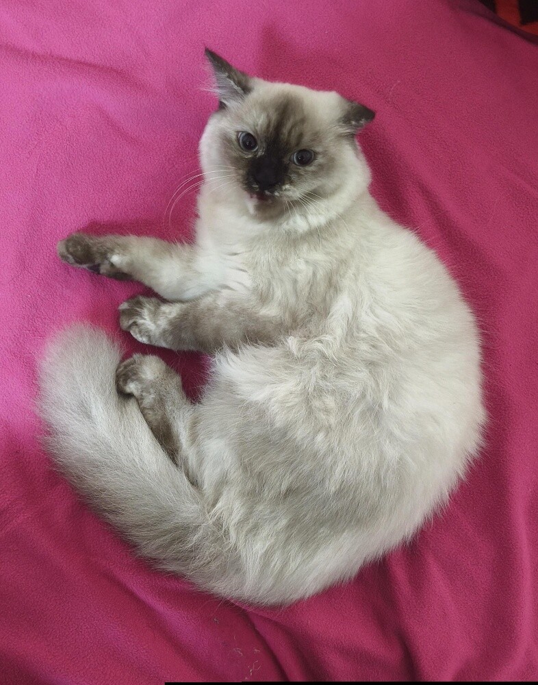 lily - 3