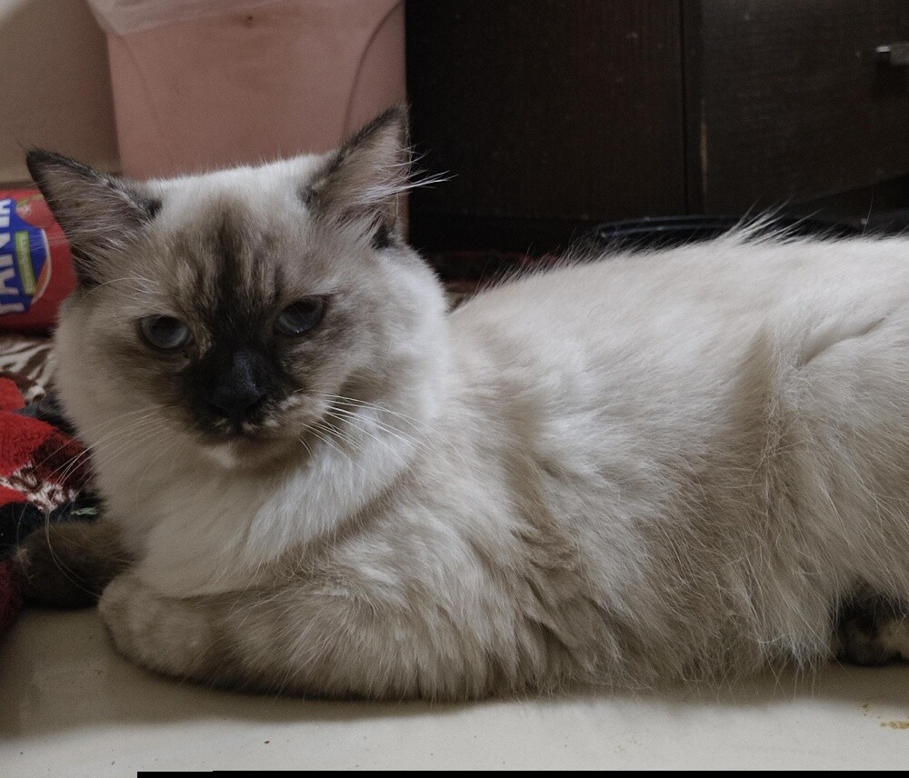 lily - 1