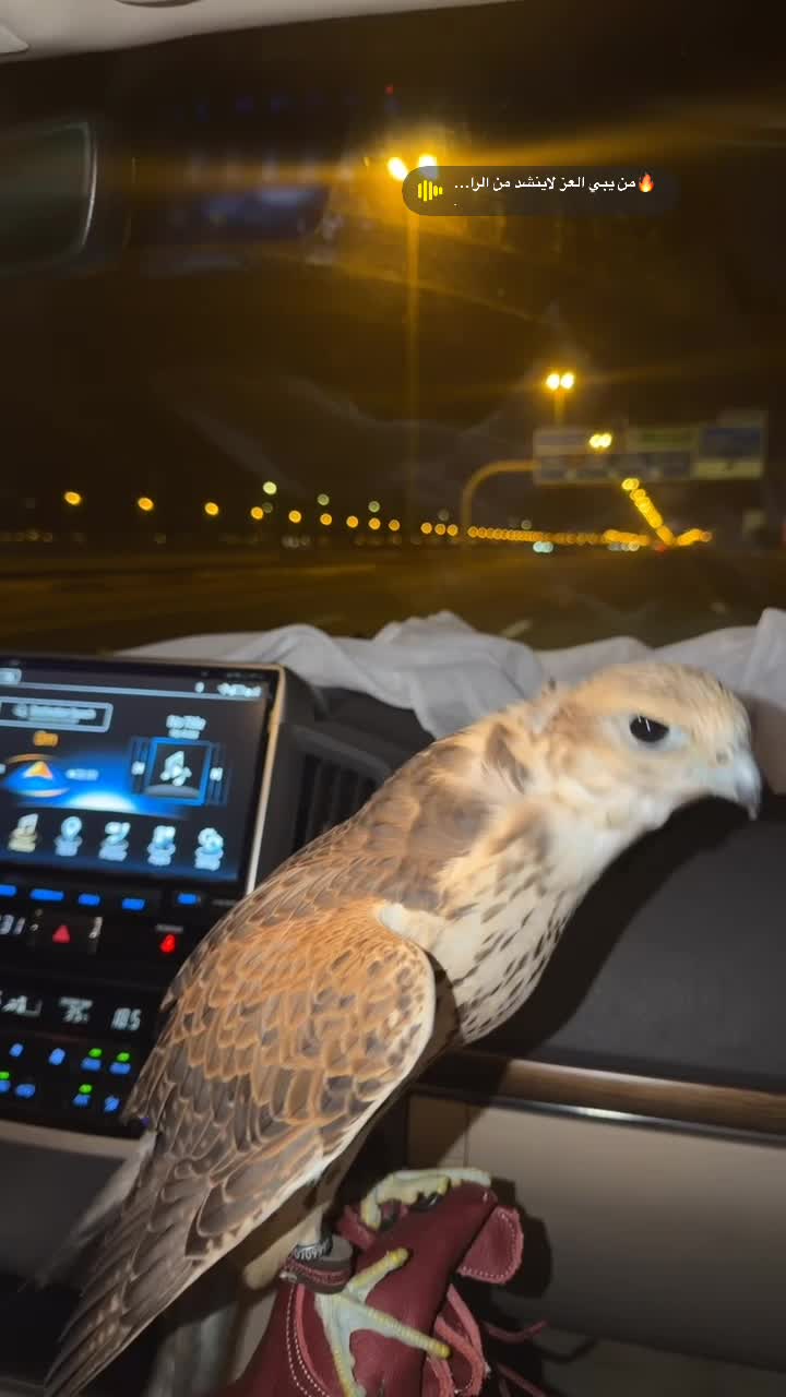 جوبي للبيع او للبدل ب طير ثاني - 3