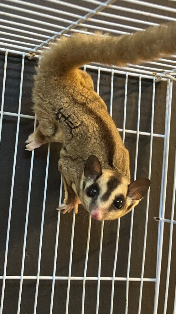 Suger Gliders - 1