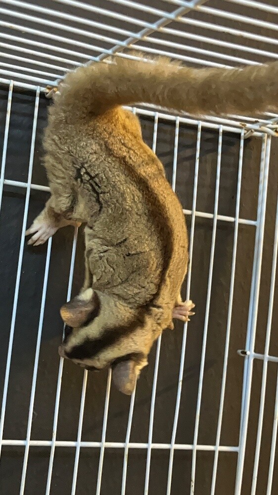 Suger Gliders - 2