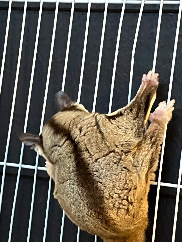 Suger Gliders - 3