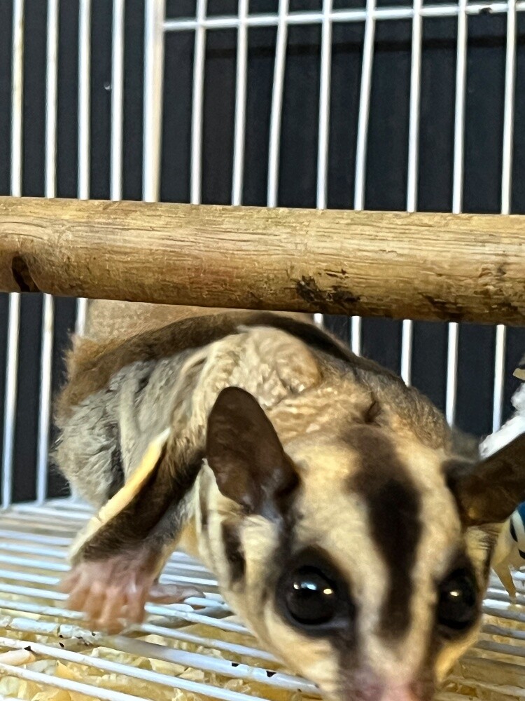 Suger Gliders - 4