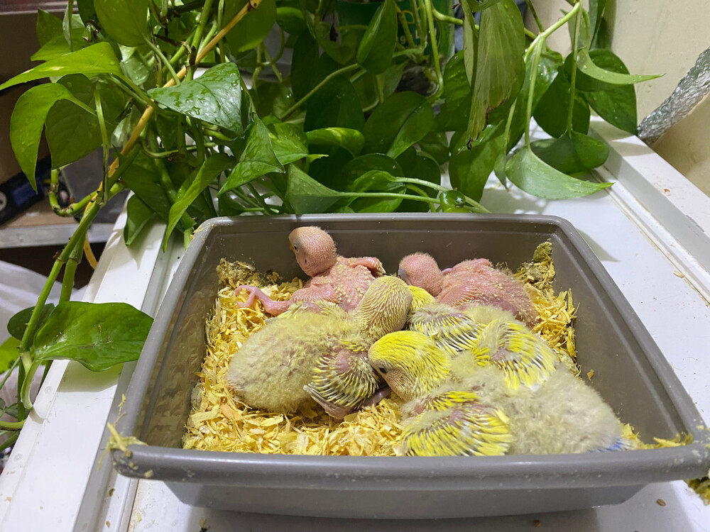 Rose chicks Aqua Lutino  - 2