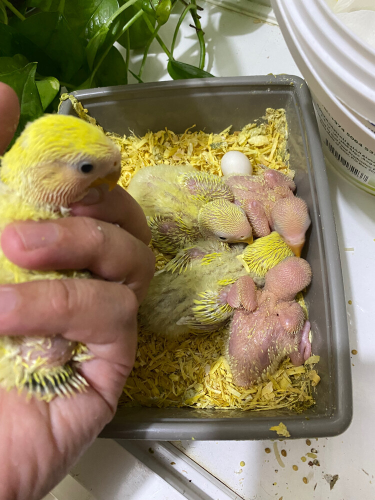 Rose chicks Aqua Lutino  - 3
