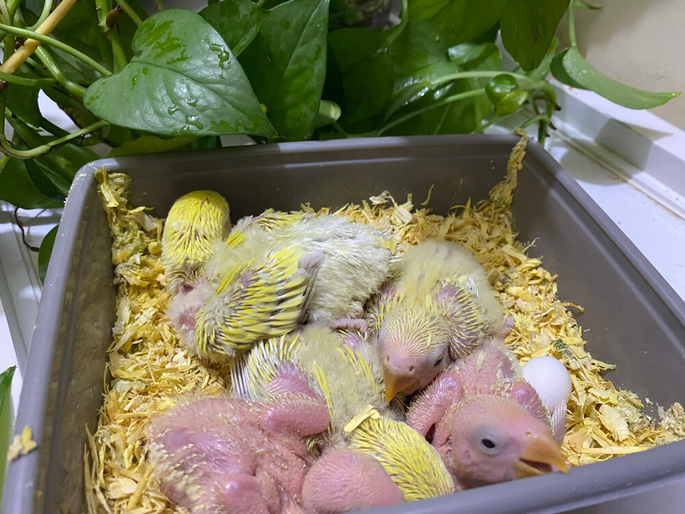 Rose chicks Aqua Lutino  - 6