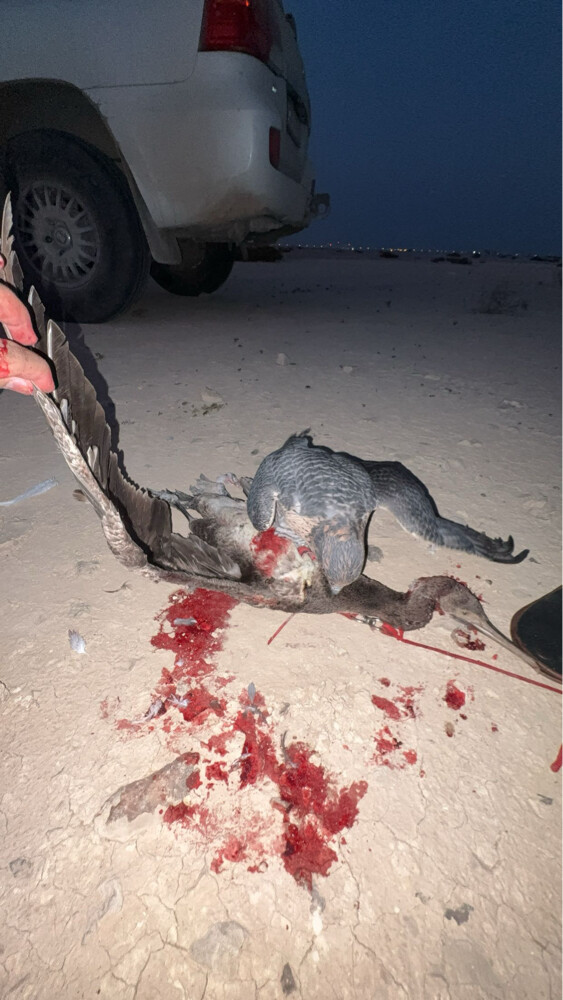 جير تبع - 1