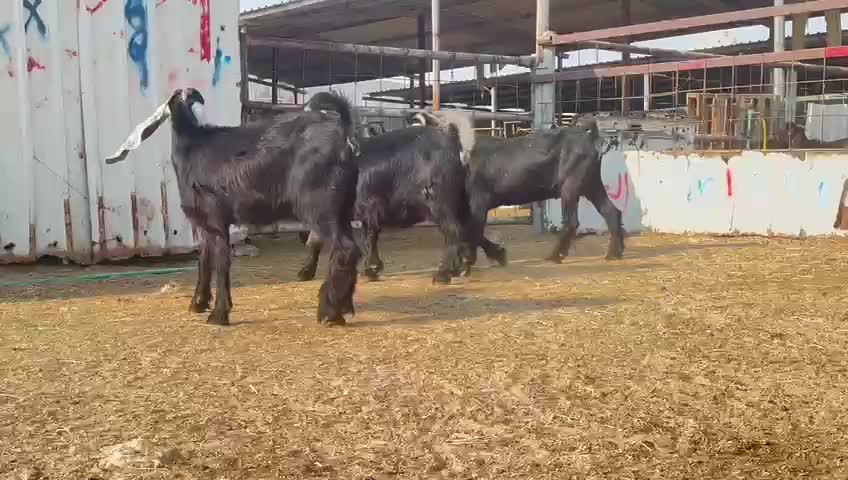 للبيع معزه عوارض دفيع طيبه - 1