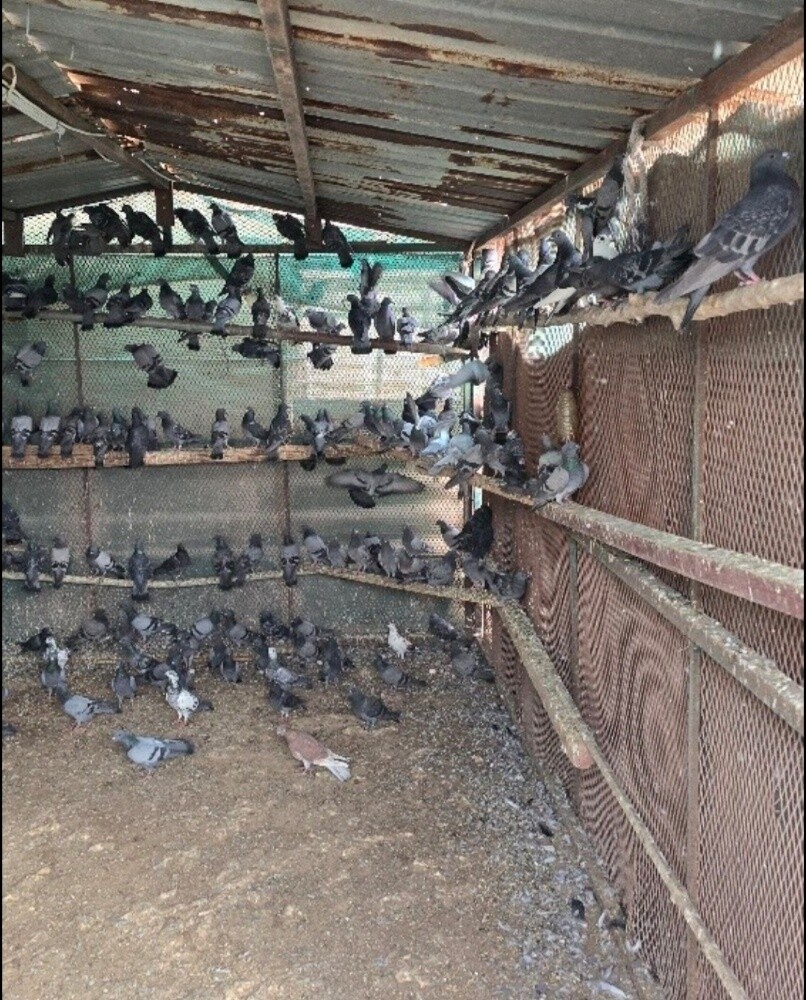 دحول - 1