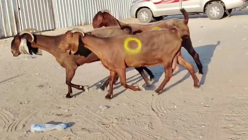 للبيع معزاء قبرصيات دفيع طيبه - 1