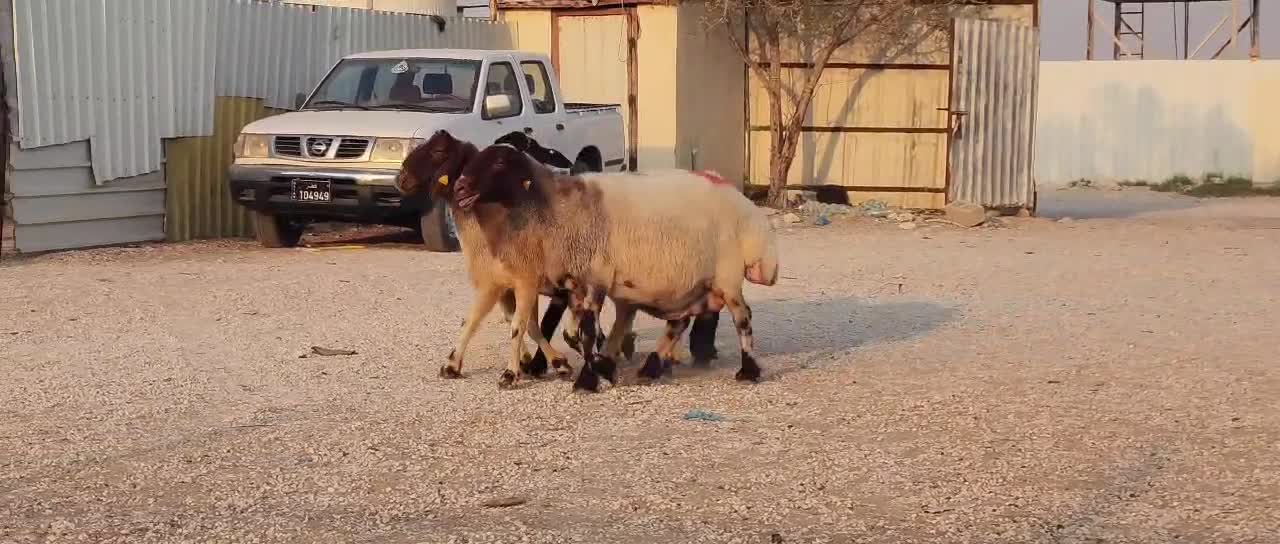 للبيع شويهات سوريه اباكير دفيع - 1