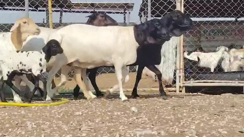 للبيع شويهات بربر طيب طيب - 1
