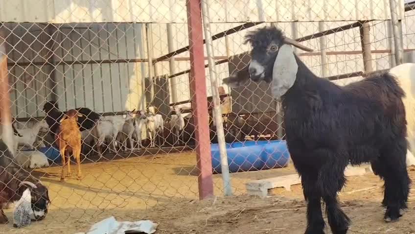 للبيع تيوس طيبه سمان فل الفل - 1