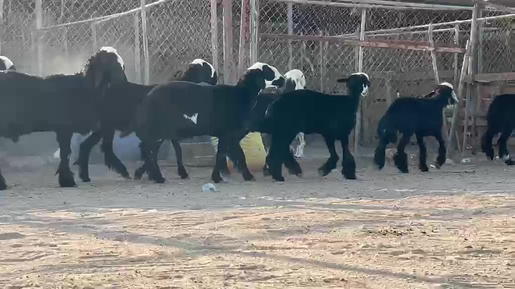 للبيع رخال نجد دغم فاخره طيبه  - 1