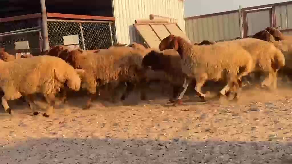 للبيع رخال سوري جداع دبس  وطيبه - 1