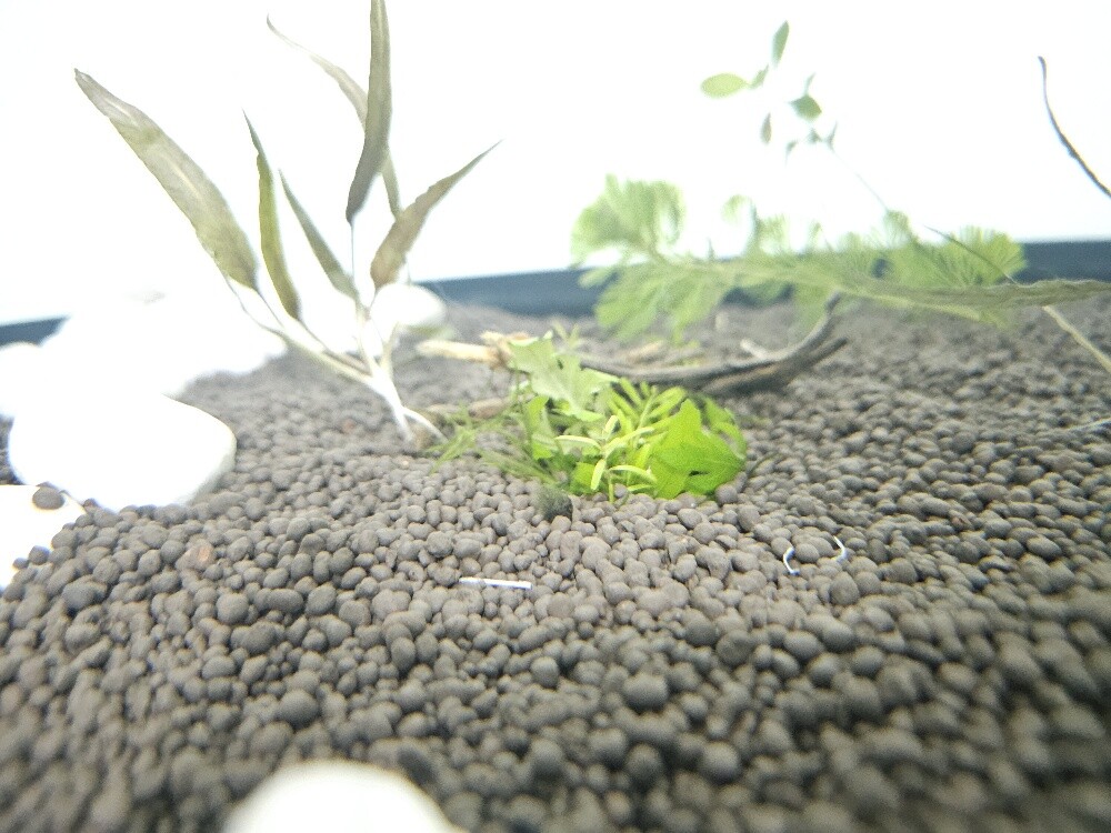 Aquarium - 6