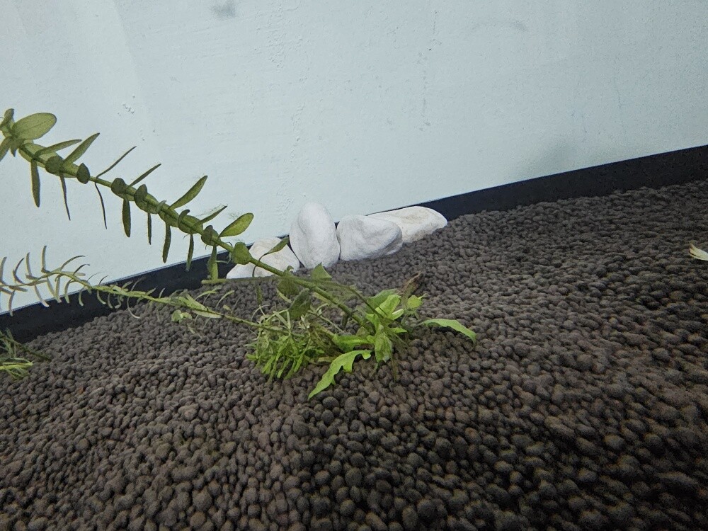 Aquarium - 4