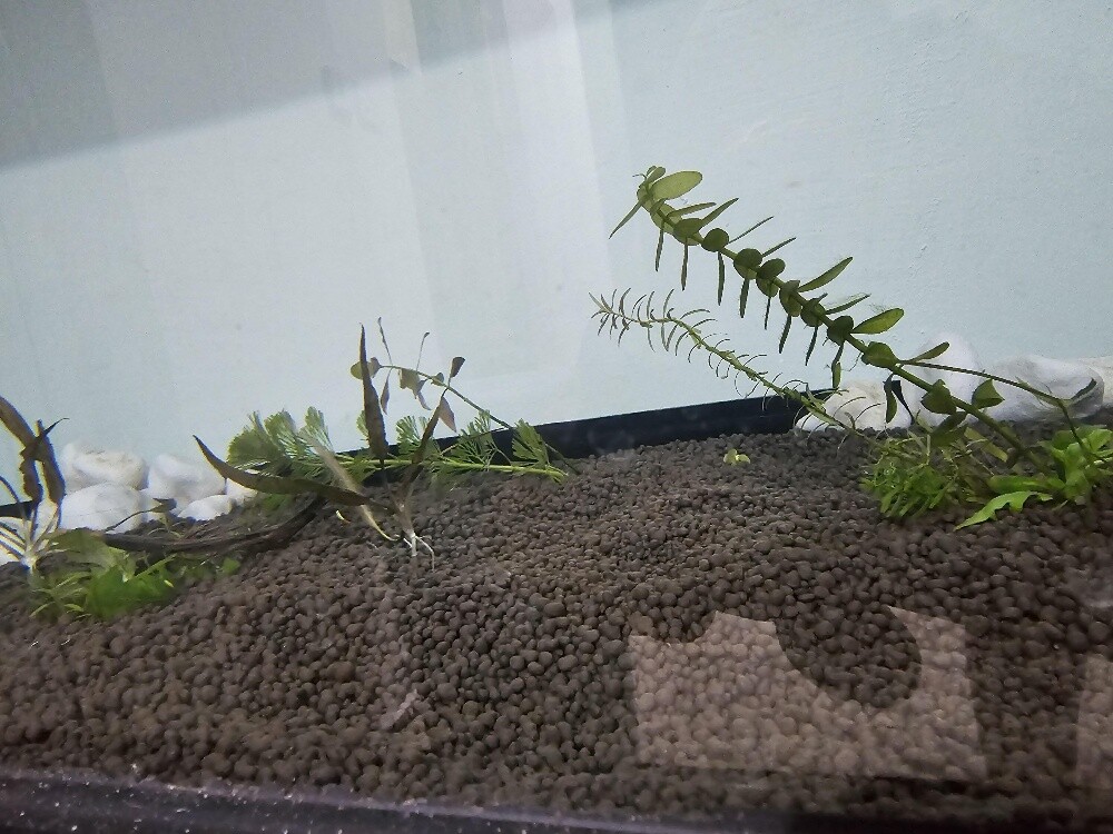 Aquarium - 7