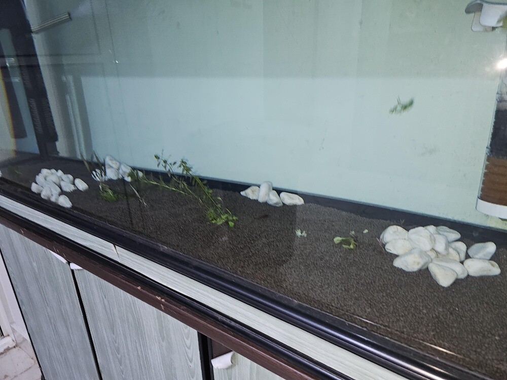 Aquarium - 8