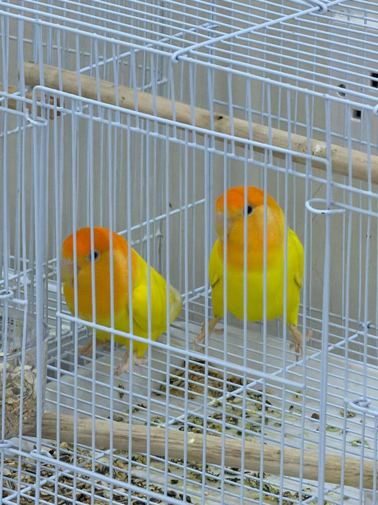 للبيع - 1