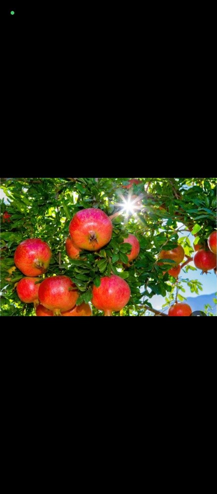 زراعه جميع الخضروات - 4