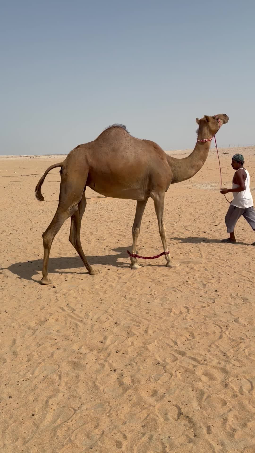 متلي - 2