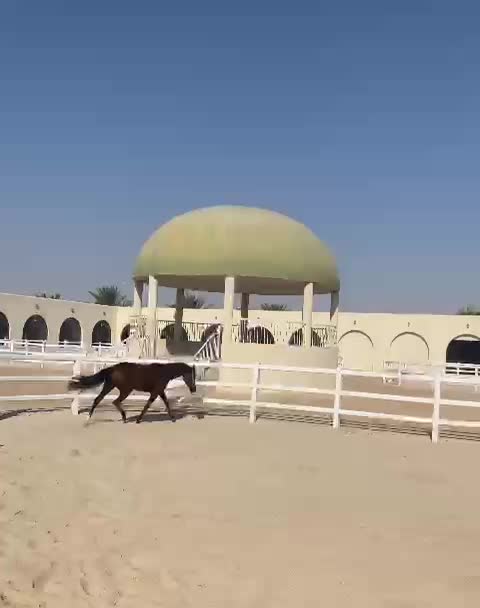 hassan  - 1
