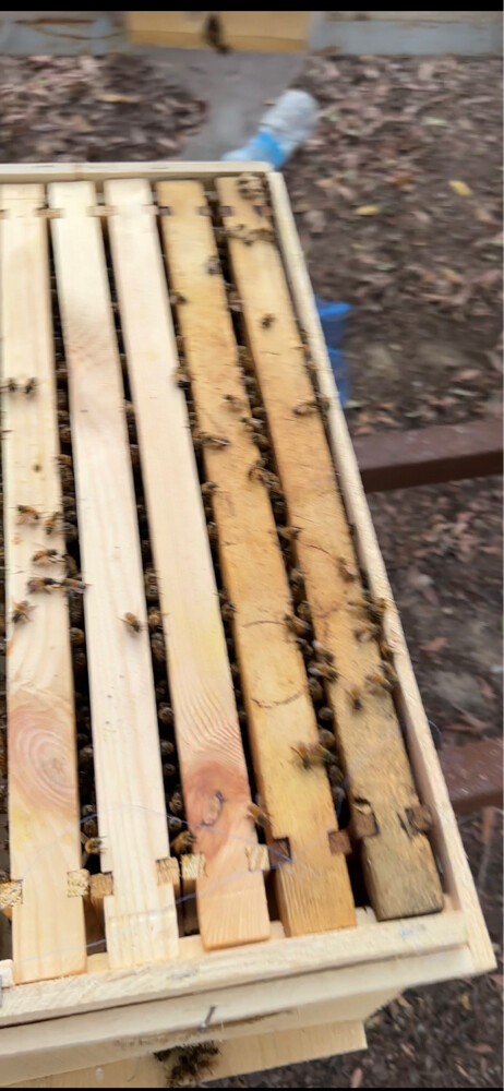 New Egyptian Honey Bee Colony – 5 F - 2