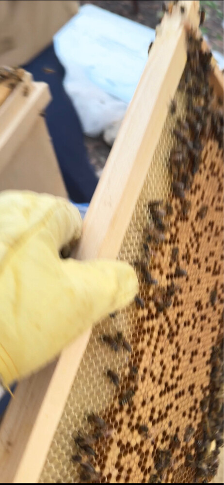New Egyptian Honey Bee Colony – 5 F - 3