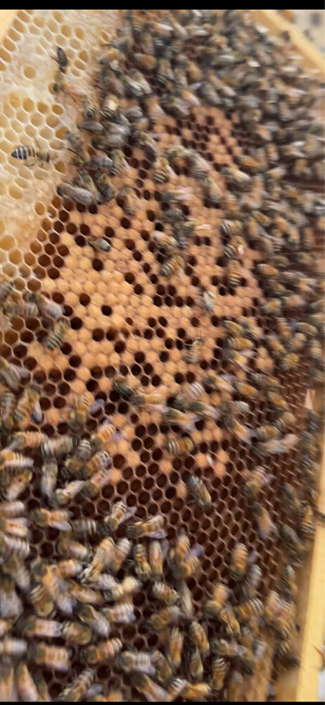 New Egyptian Honey Bee Colony – 5 F - 6