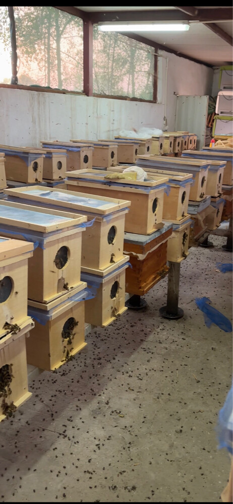 New Egyptian Honey Bee Colony – 5 F - 1