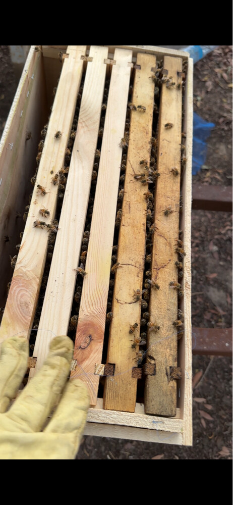 New Egyptian Honey Bee Colony – 5 F - 4